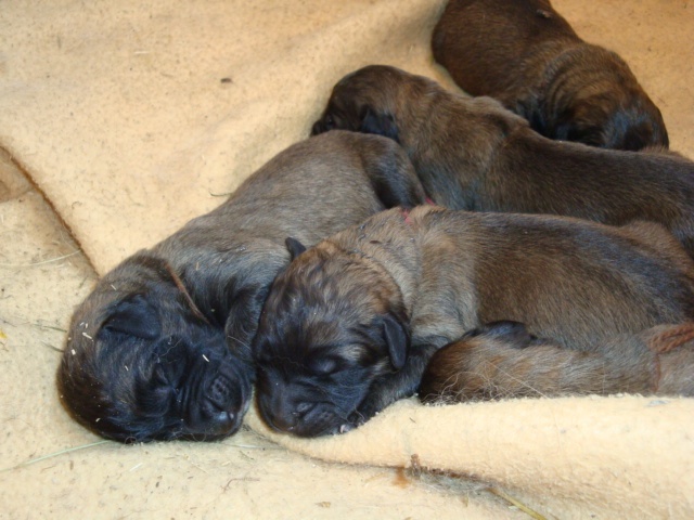 des Prés d'Allys - Leonberger - Portée née le 09/07/2010